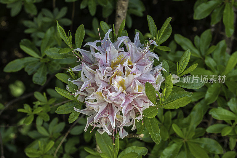 西花杜鹃花(Rhododendron occidentale)是原产于北美西部的两种落叶杜鹃花之一。草原溪红木州立公园;杜鹃花科